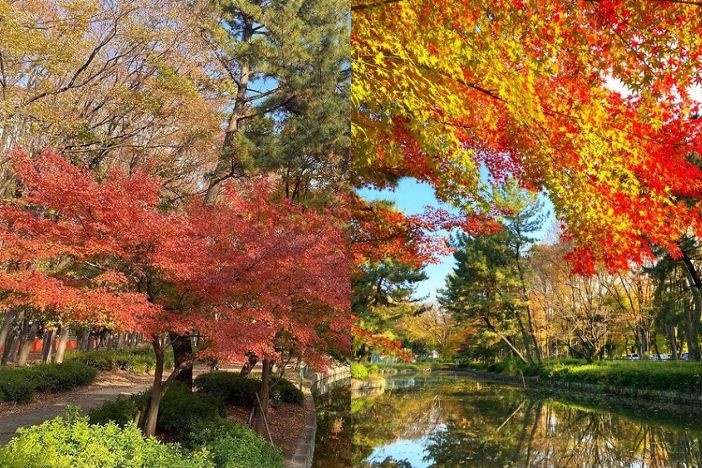 日本紅葉2022 日本旅遊賞楓懶人包 拍拖景點 紅葉打卡攻略